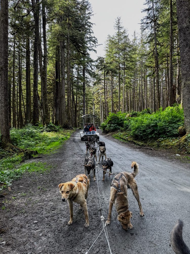 Alaskan husky sled dogs