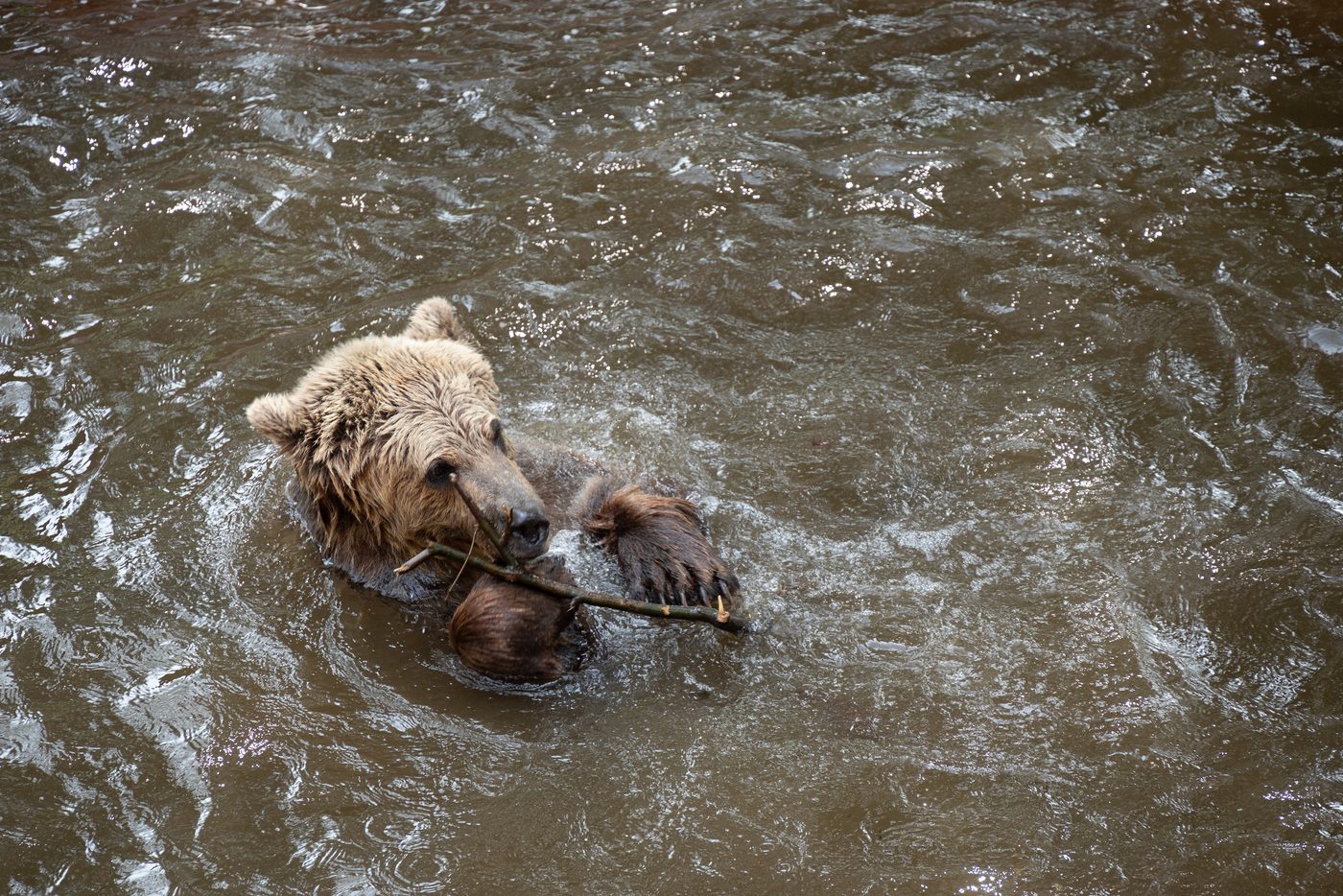 Bear swimming at Escot Devon