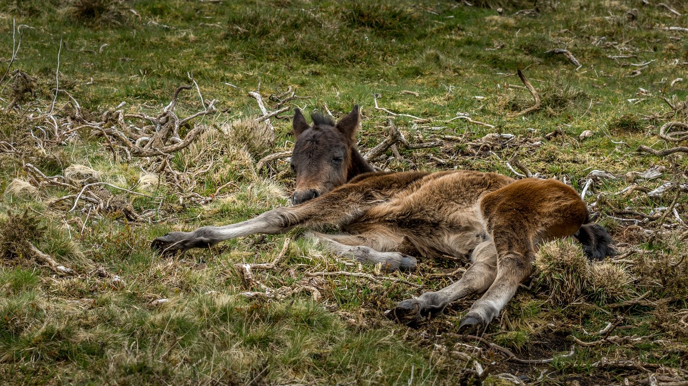 Dartmoor pony foal